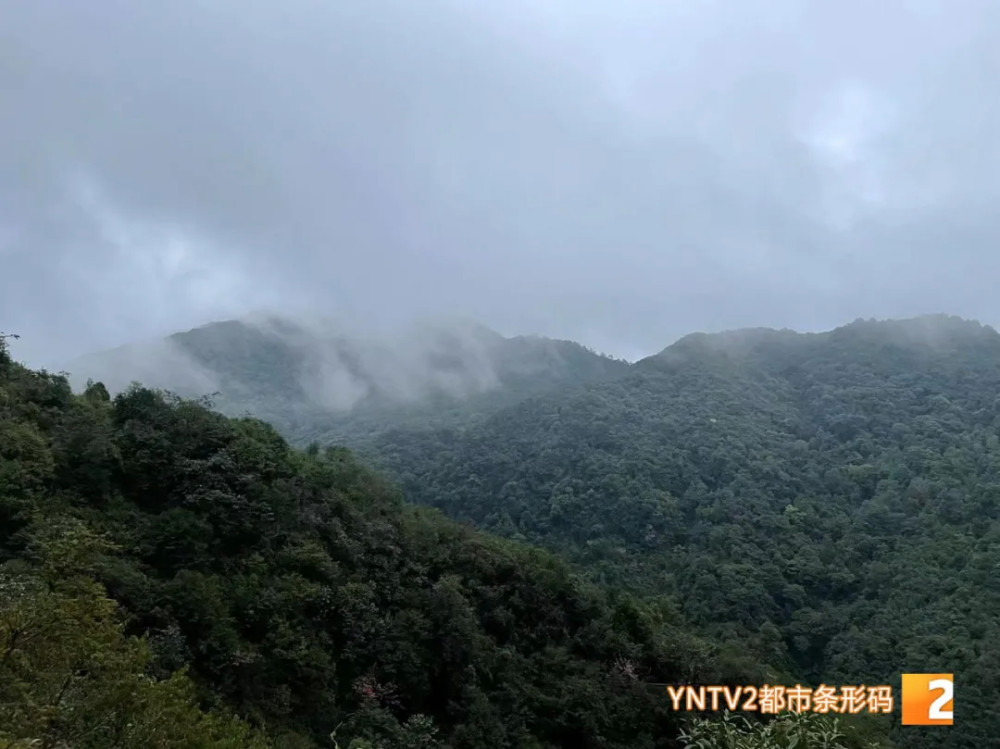 桐柏论坛最新消息,桐柏论坛最新消息，探索自然美景的旅行，寻找内心的平和之地